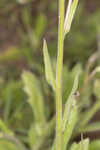 Oakleaf fleabane